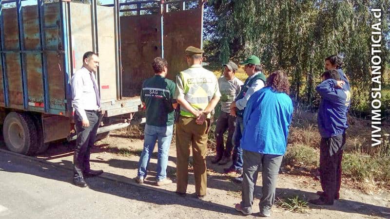 Fiscalizan transporte de animales para evitar el abigeato
