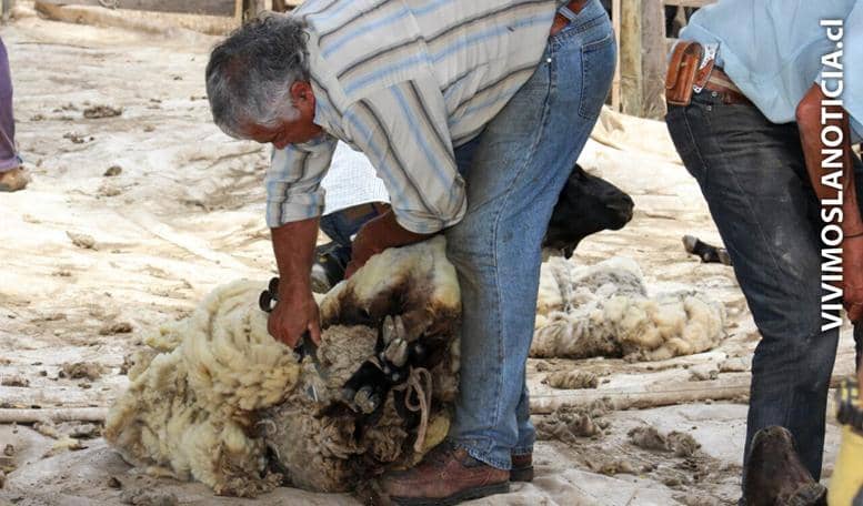 Teno vivió su segunda fiesta de la esquila campesina
