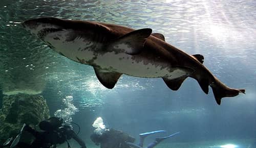 Submarinista sobrevive a ataque de tiburón de 4 metros en Australia