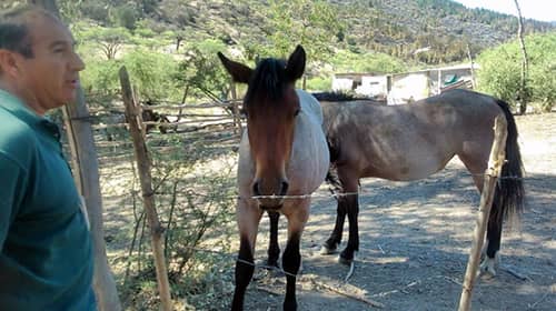 SAG entrega recomendaciones a crianceros y agricultores para recuperación de animales y colmenas