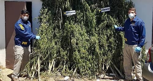 PDI Curicó detecta plantación de más de 3 mil  plantas de marihuana