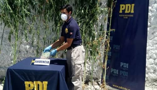 Dos detenidos deja investigación de la PDI por droga en Molina