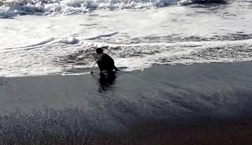 Sernapesca del Maule relocaliza a pingüino magallánico hallado en caleta Curanipe