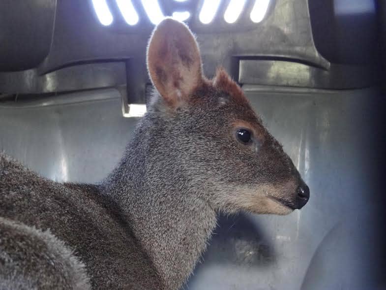Advierten de posible extinción del pudú en el Maule tras incendios