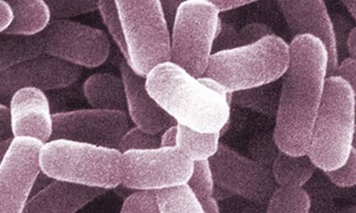 OMS: "es urgente encontrar nuevos antibióticos para superbacterias”