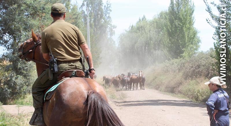 Descubren gran cantidad de caballos robados en Chimbarongo
