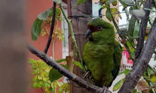 Incautan loro en peligro de extinción que estaba a la venta en Pichilemu