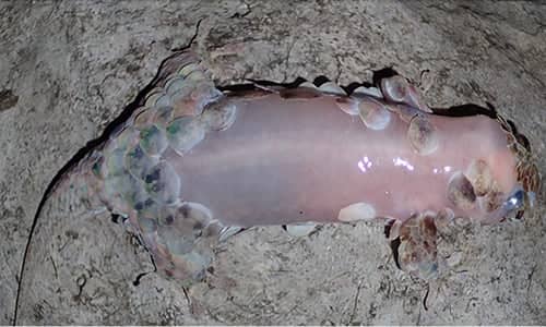 Hallan especie de lagarto que bota sus escamas y piel para no ser cazado