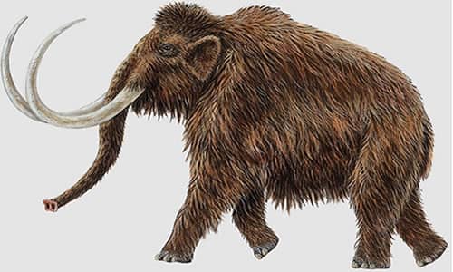 Científicos dicen que están a 2 años de "revivir" a un mamut