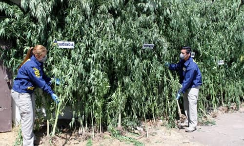PDI Curicó detuvo a hermanos por cultivo de marihuana