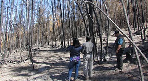 Ruil, la especie más afectada por incendios forestales en Empedrado