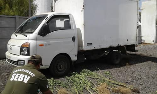 Recuperan camioneta robada y descubren cultivo ilegal de marihuana