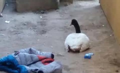 Cisne de cuello negró cayó dentro de la cárcel de Cauquenes