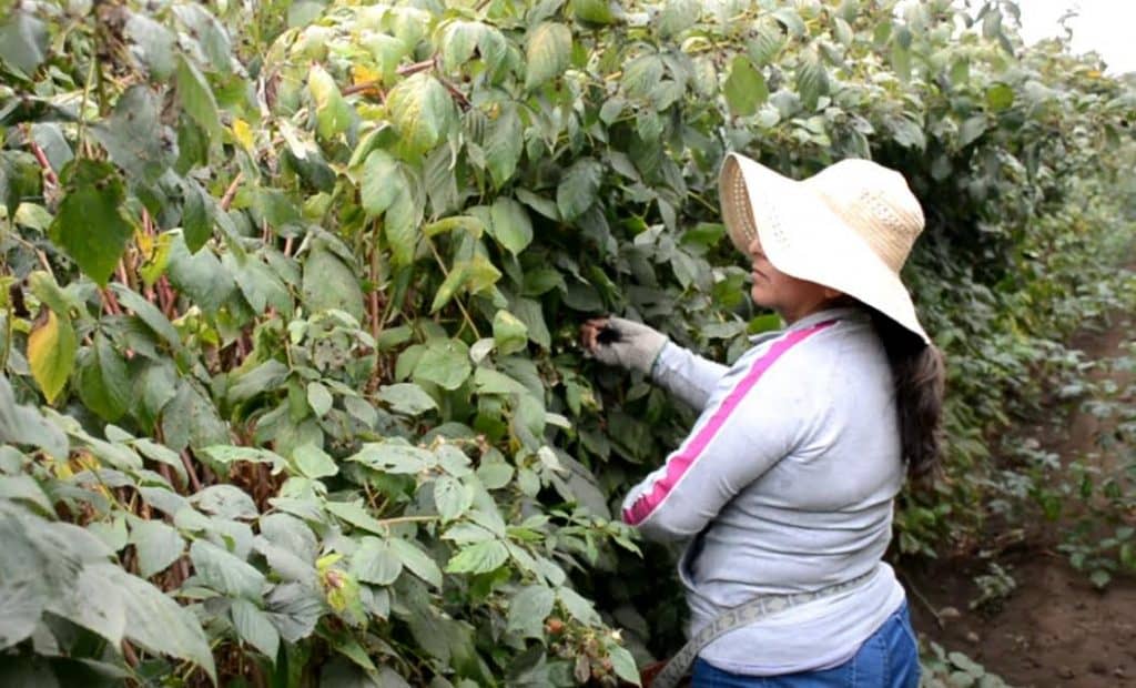 Frambueseros víctimas de millonario error reciben apoyo de autoridades
