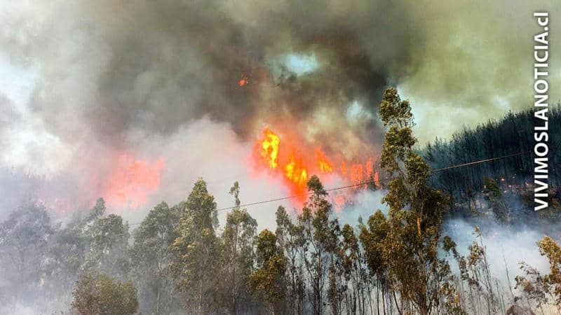 [VIDEO] Curicó, Retiro y Constitución con incendios forestales