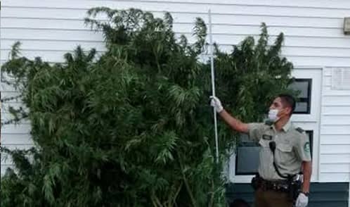 Carabineros detiene a sujeto por cultivo de marihuana en Longaví 