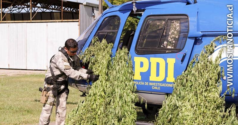 PDI Curicó incautó más de 12 mil plantas de marihuana