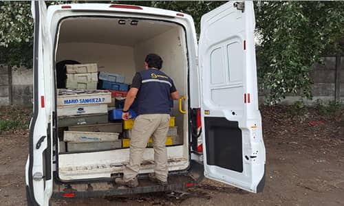 Incautan casi 3 toneladas de merluza ilegal en Maule en tras persecución