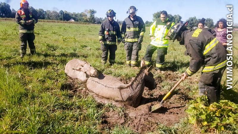 [FOTOS/VIDEO] Rescatan a mulas que quedaron atrapadas en el barro