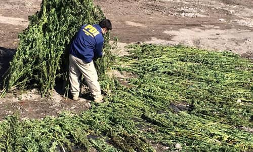 PDI Curicó incautó plantas de marihuana y más 15 kilos de droga procesada
