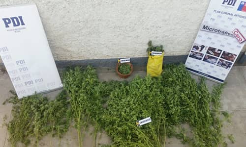 PDI incauta marihuana en Rengo