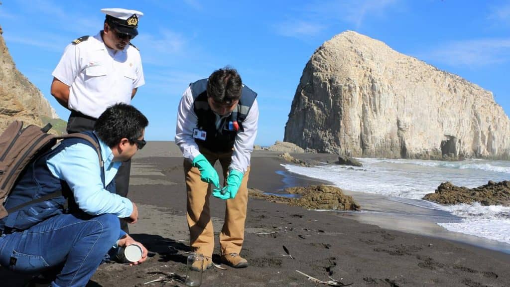 Precaución: aparecieron Fragatas Portuguesas en playas de Constitución