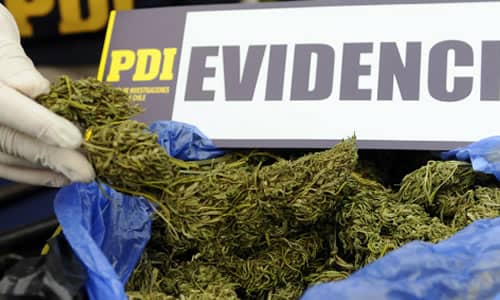 PDI detienen a padre e hijo por cultivar de marihuana en Las Cabras