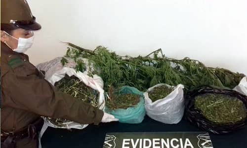 Detienen a hombre de 70 años por cultivo ilegal de marihuana
