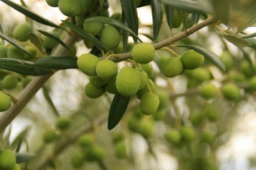 Científicos crean forma para estimar cantidad de aceite en olivo