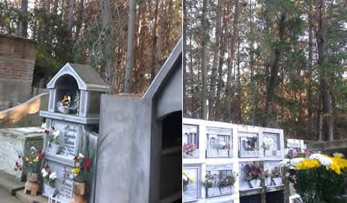 Preocupación en Iloca por bosque de pinos que puede dañar cementerio