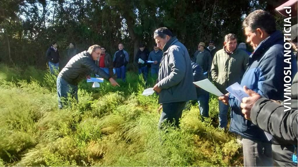 Exploran nuevas variedades de espárragos