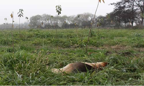 Informe de veterinaria descarta que  perro  “mateo”  fue víctima de maltrato animal