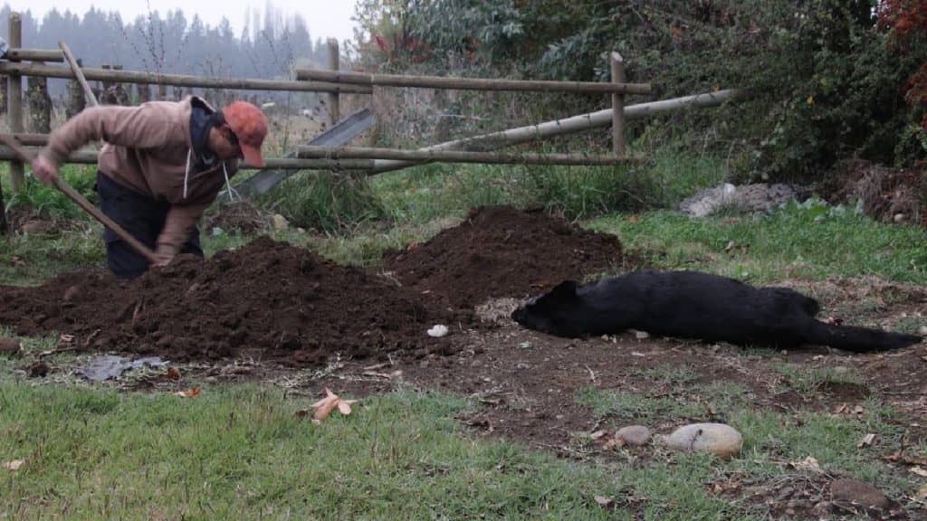 [FOTOS] Buscan a autor de matanza de perros en zona rural de Molina