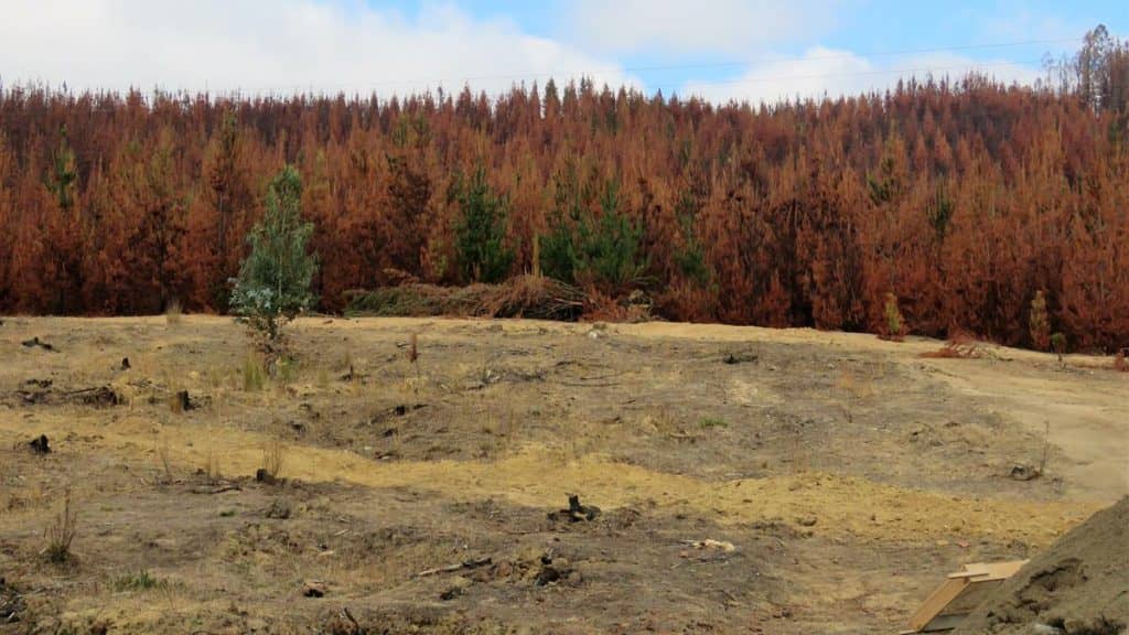 Minvu compró terreno en Santa Olga en donde se construirán 270 viviendas definitivas