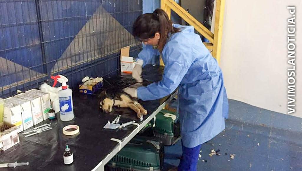 Masivo operativo de esterilización de mascotas en Teno