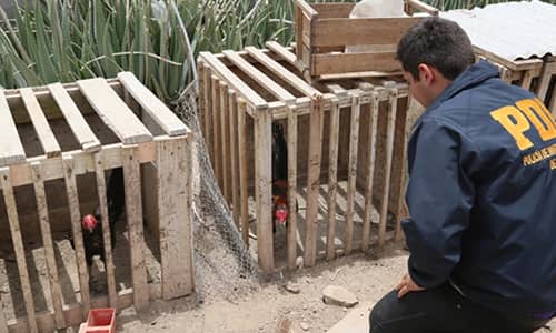 PDI detiene a integrantes de una red de peleas de gallos en Mostazal