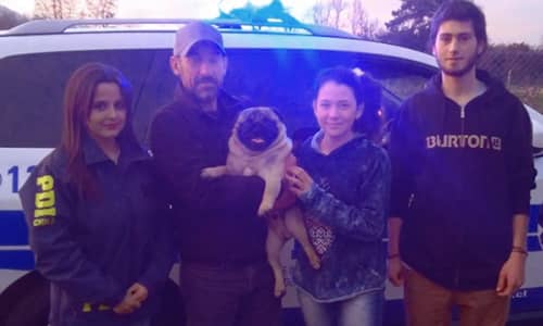 PDI recupera perro pug a casi un año de su robo