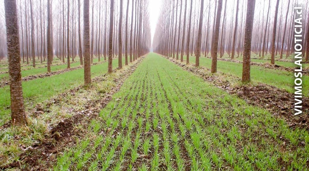 Nuevas variedades de álamos: oportunidad para la diversificación agro forestal del país