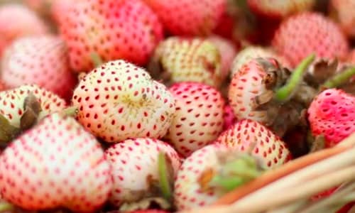 Crean método para salvar frutillas blancas de letal hongo