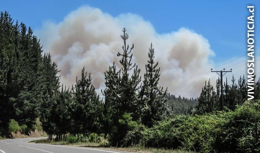 Aclaran relación de incendios forestales con el Sírex Noctilio