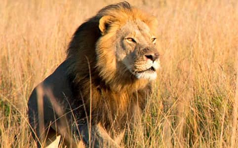  Cazadores matan en Zimbabue al hijo mayor del famoso león Cecil