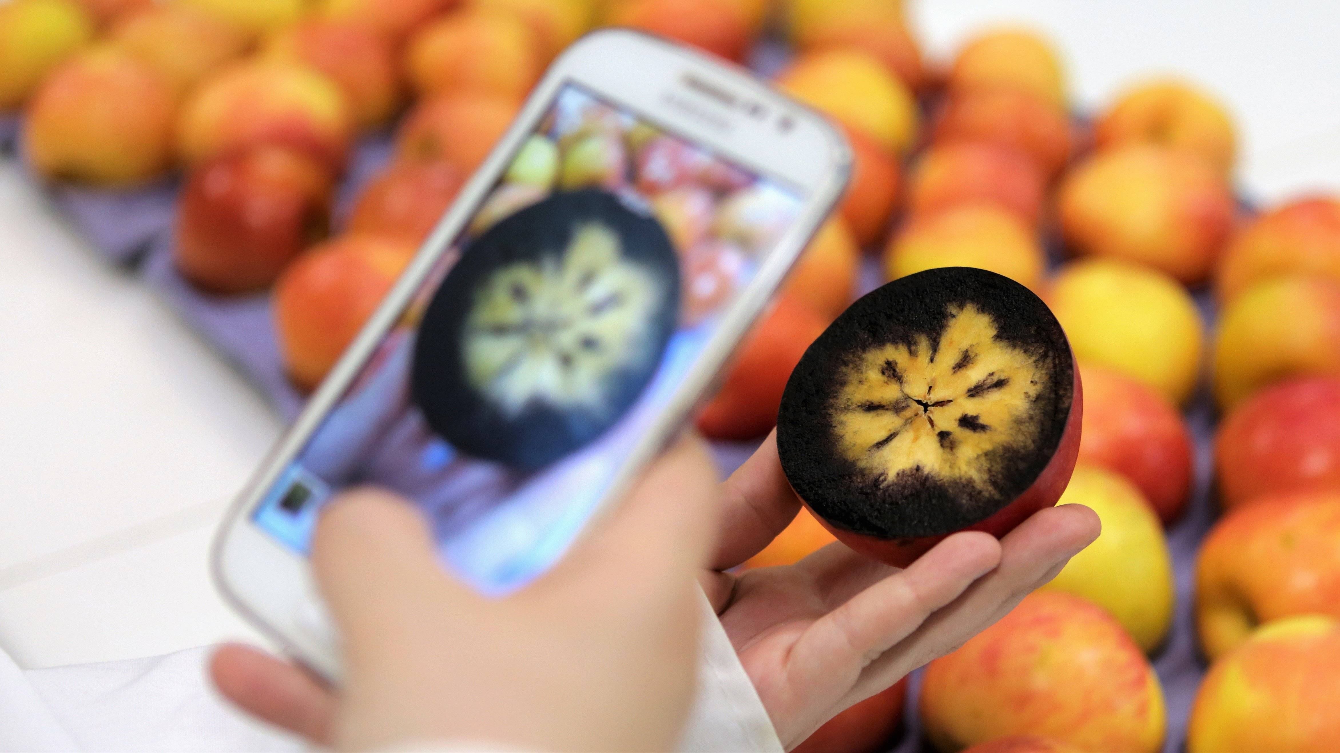 Preparan aplicación que detecta grado de madurez de las manzanas con solo una imagen