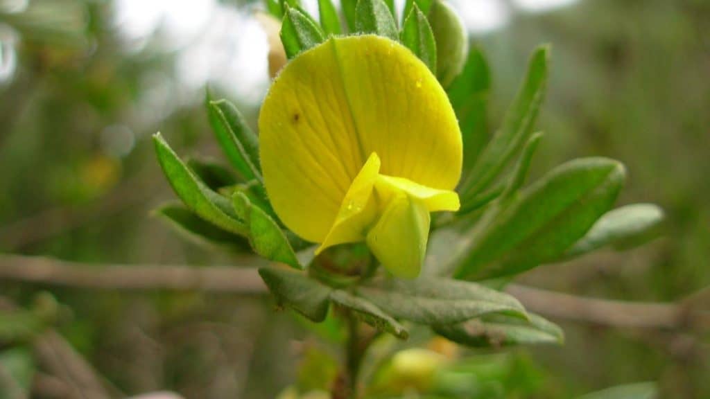 Expertos trabajan en salvar de la extinción a flor endémica del Maule
