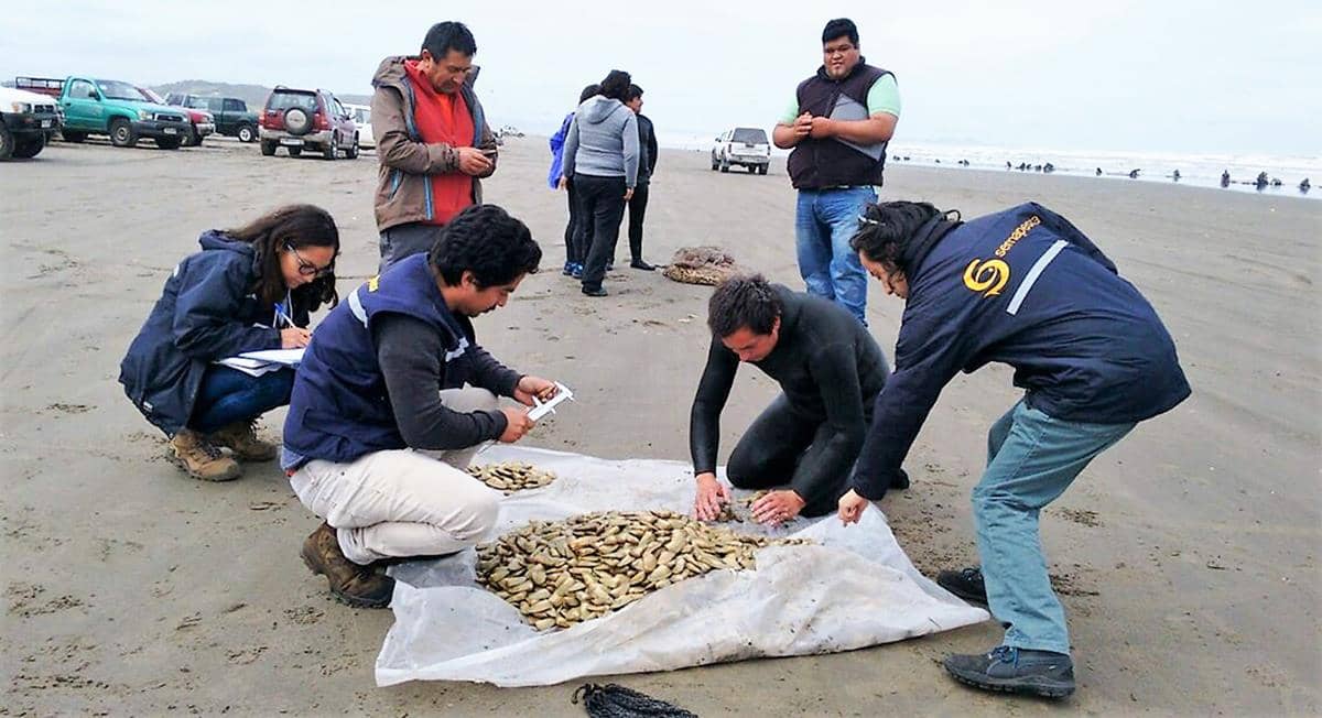 Hasta 2022 estará vigente la veda de la macha en la Región del Maule