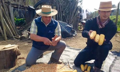 Vichuquén: Rescatan variedad de maíz que crece sin necesidad de riego