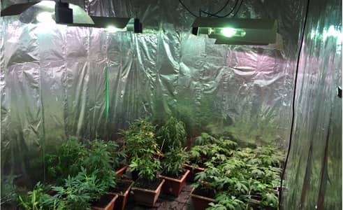 PDI detecta cultivo "indoor" de cannabis sector norte de Rancagua