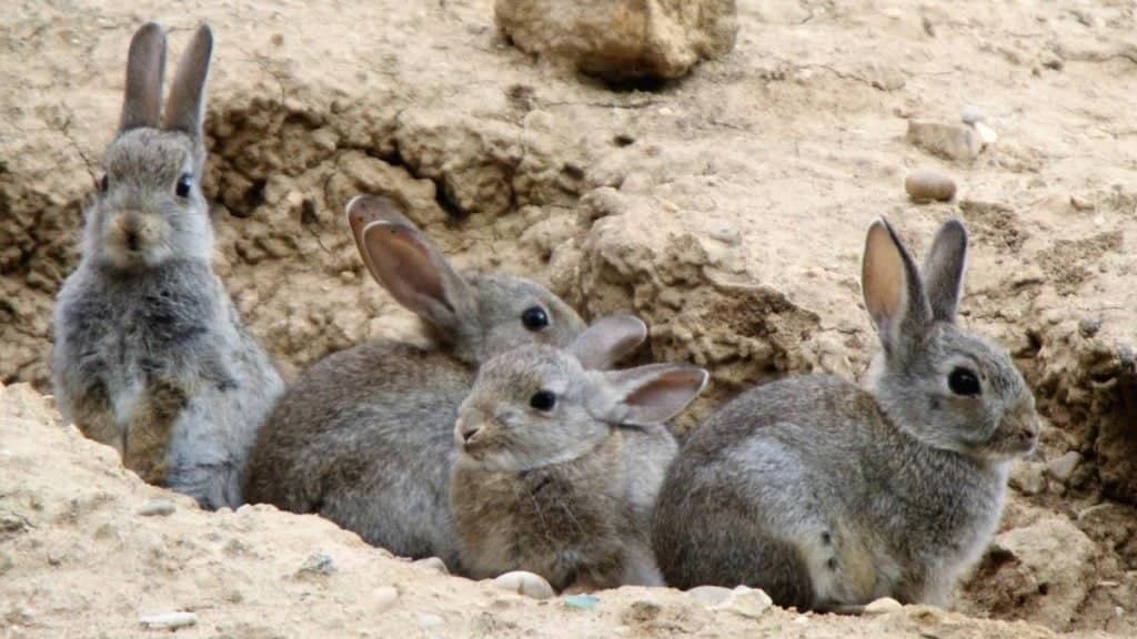 Conejo, zarzamora y otras: piden controlar especies por millonario daño ambiental en Chile