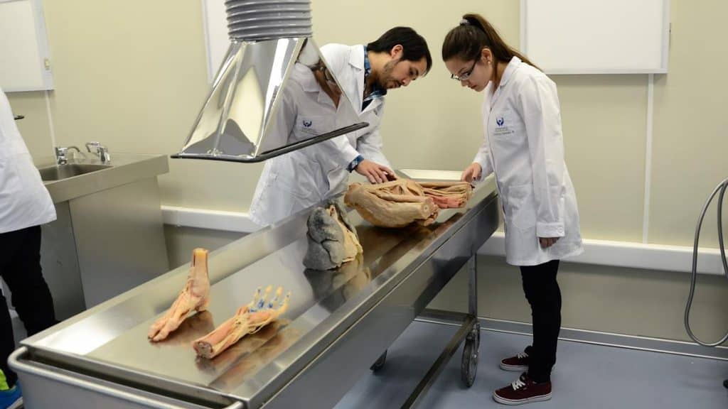 Nuevo laboratorio de morfología estará habilitado para los futuros profesionales de la salud