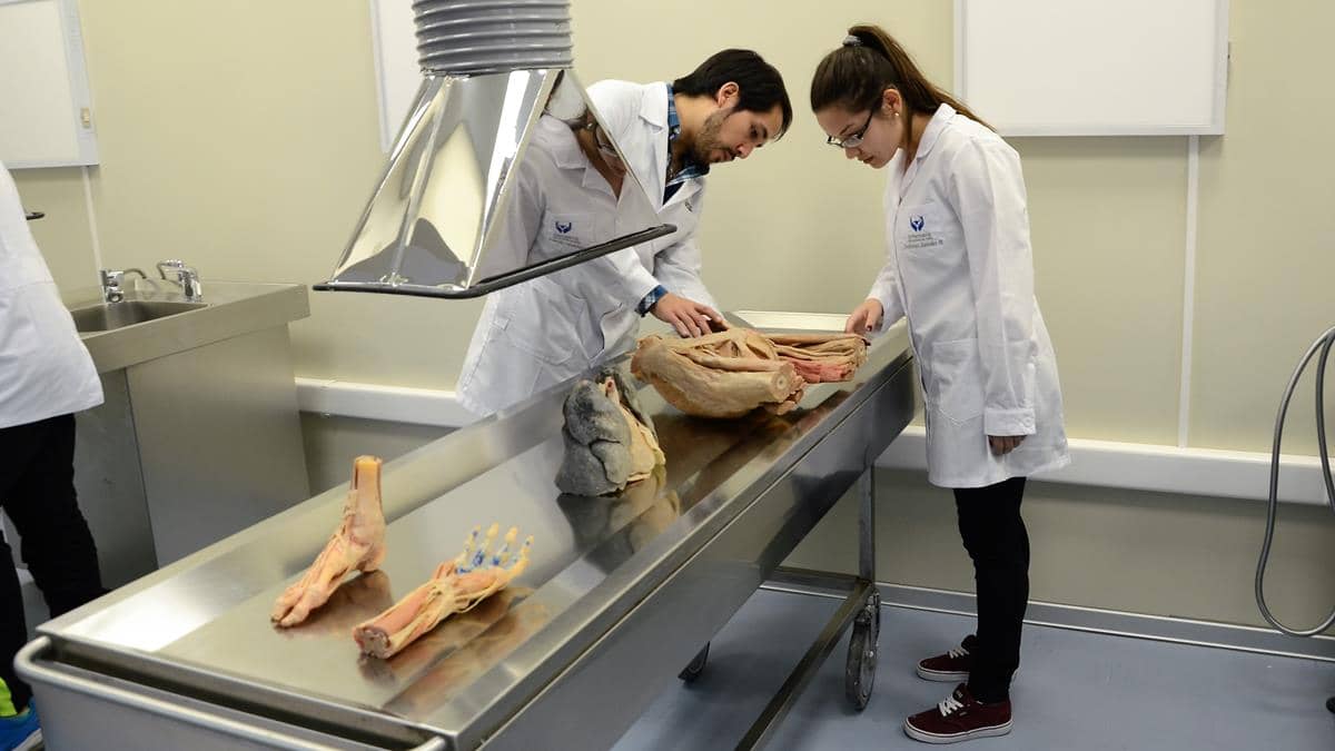 Nuevo laboratorio de morfología estará habilitado para los futuros profesionales de la salud