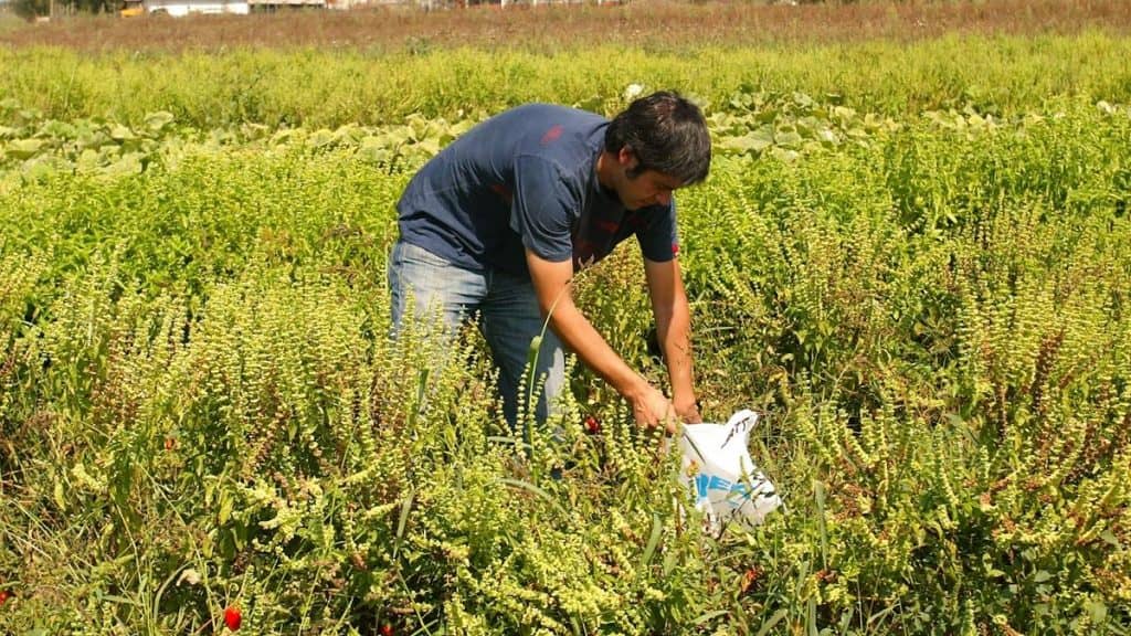 Alertan sobre posible aumento de casos de Hantavirus en verano
